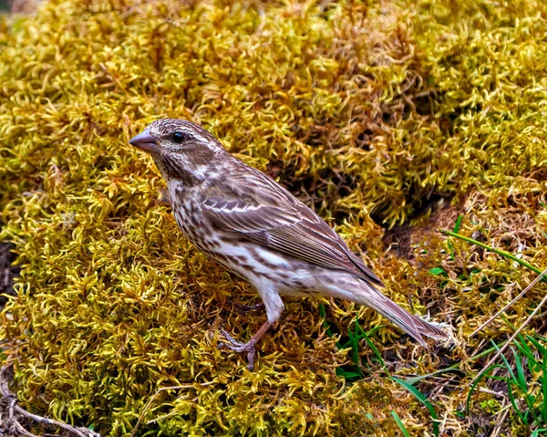 Finch Female Close Side View Standing Moss Its Environment Habitat — Stock Photo, Image