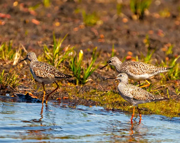 Aves Sandpiper Comum Close Vista Lateral Para Alimentação Ambiente Pantanoso — Fotografia de Stock
