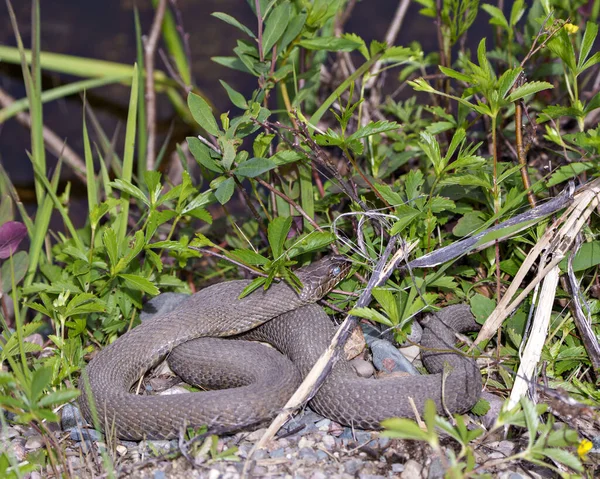 Snake Close Profile View Crawling Gravel Rocks Background Coloured Foliage — Stock Photo, Image