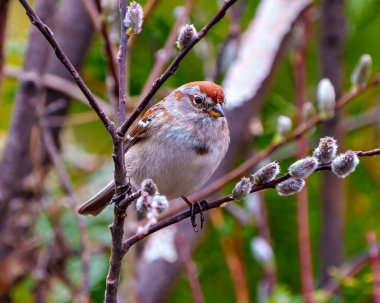 Amerikan Ağaç Serçesi, çevresindeki orman arka planına ve yaşam alanına yakın bir yerde tünemişti. Serçe Resmi.