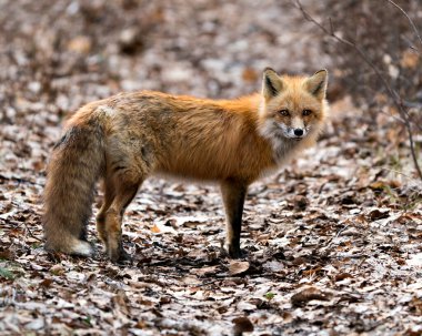 İlkbahar sezonunda kırmızı tilki yakından profil yan görüntüsü tilki kuyruğu, kürkü, çevresi ve arka planı bulanık. Fox Image 'da. Görüntü. Portre. Fotoğraf..