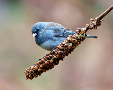 Kurumuş bir mullein sap bitine tünemiş Junco yakın çekim görüntüsü. Çevresinde ve çevresinde bulanık bir gökkuşağı arka planı var. Koyu Gözlü Junco Fotoğrafı.