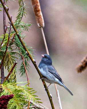 Çevresinde kahverengi yumuşak bir arka planı ve çevresi olan bir ağaç tomurcuğu dalına tutunarak Junco 'nun yakın plan görüntüsü. Koyu Gözlü Junco Fotoğrafı.