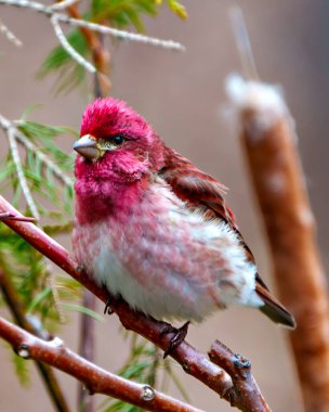 Finch erkek yakın plan profil görüntüsü, kırmızı renk tüylerini gösteren bir dalın üzerine tünemiş, çevresi ve çevresi bulanık. Mor Finch Resmi.