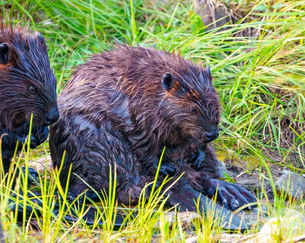 Beaver Pár Upravovat Navzájem Při Zobrazení Jejich Těla Hlavy Oka — Stock fotografie