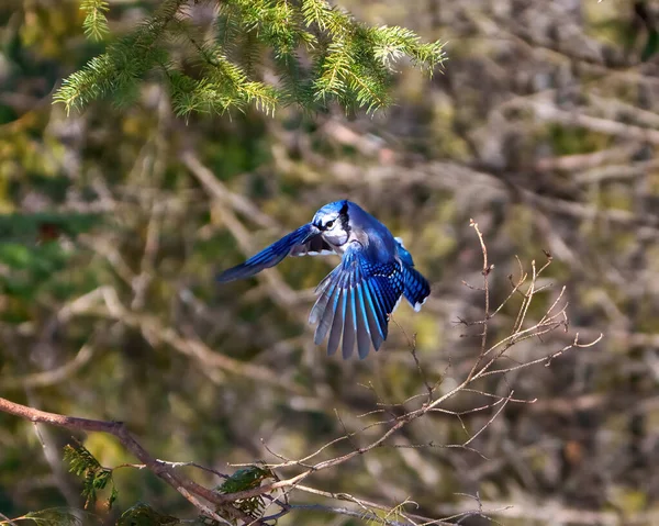 Blue Jay Vliegt Met Uitgespreide Vleugels Heeft Blauwe Veren Met — Stockfoto