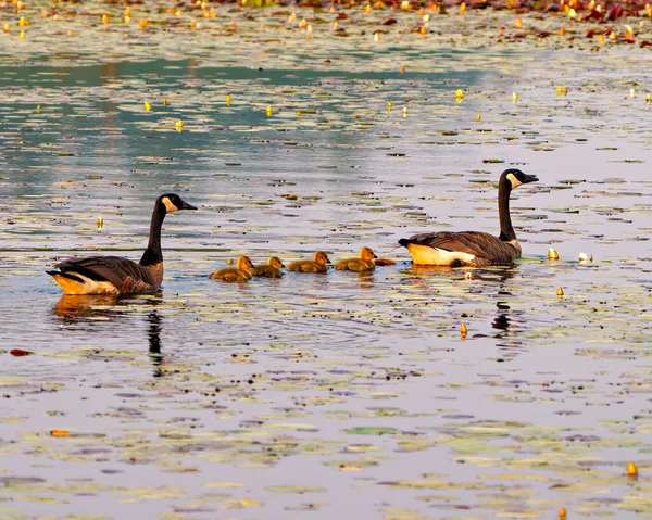 캐나다 거위와 물매를 아기들은 서식지에서 수련을 하루를 보낸다 Goose Picture — 스톡 사진