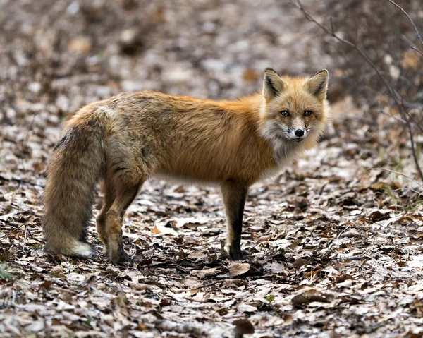 Red Fox Close Profile Side View Spring Season Displaying Fox — Stock Photo, Image