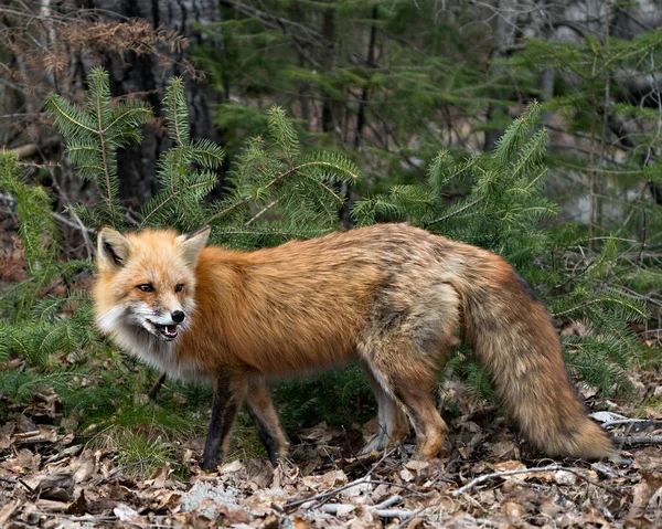 Red fox close-up profile view in the spring season displaying fox tail, fur, open mouth, teeth  in its environment and habitat with a coniferous trees background and moss on ground. Fox Image. Picture. Portrait. Photo.