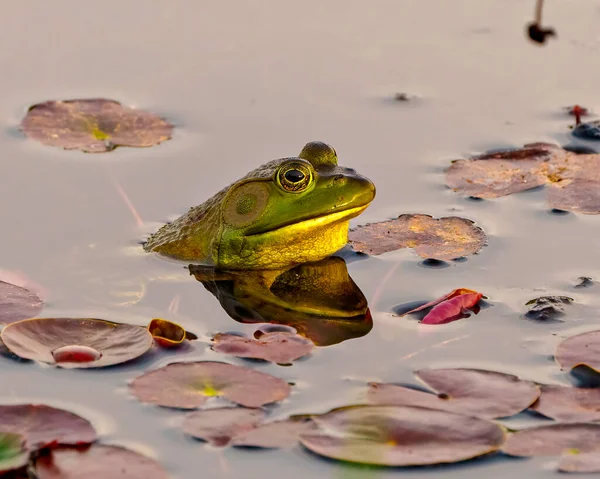 青蛙头靠得很近 坐在水里 用睡莲垫展示身体 享受环境和栖息地 — 图库照片