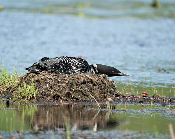 Loon Aninhando Guardando Ninho Margem Lago Seu Ambiente Habitat Com — Fotografia de Stock