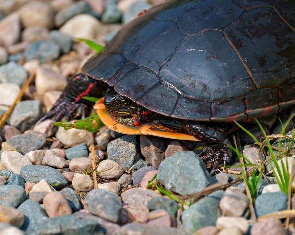 Painted Turtle Walking Gravel Displaying Its Turtle Shell Head Paws — Stock Photo, Image