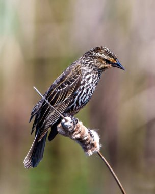Kırmızı kanatlı Blackbird, çevre ve yaşam ortamı renkli bir arka plan ile bir yayın kuyruğu üzerine tünemiş yakın görüş.