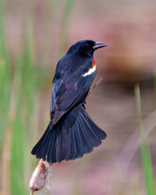 Kırmızı kanatlı Blackbird erkek, yakından dikiz aynasından yaklaştı. Çevresinde renkli bir arka plan ve fan kuyruğu ile çevrili bir yaşam ortamı var..