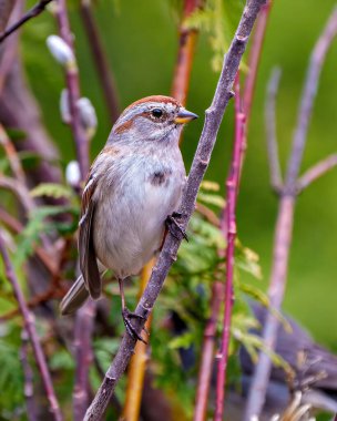 Amerikan Ağaç Serçesi, çevre ve yaşam alanı içinde bir orman arka planına sahip bir ağaç tomurcuğu dalına tünemişti. Serçe Resmi.