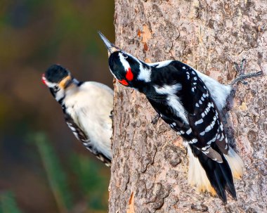 Ağaçkakan erkekler arka planda bulanık bir ağaç gövdesine tırmanıyor ve çevrelerinde beyaz ve siyah tüyler sergiliyor.. 