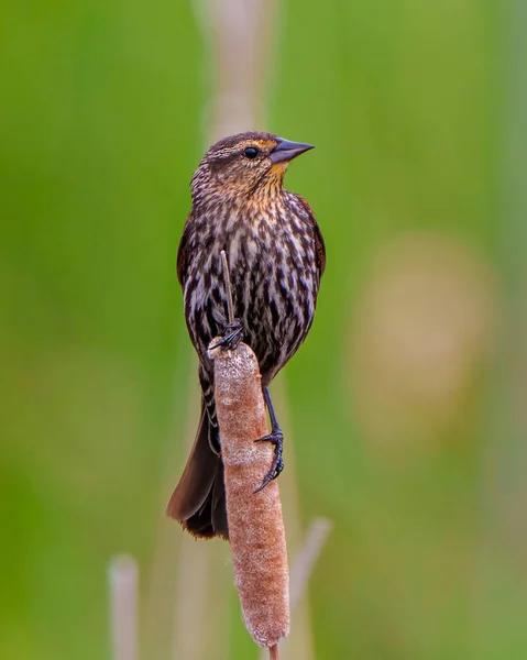 Red Winged Blackbird Juvenil Närbild Framifrån Uppflugen Ett Boskap Med — Stockfoto