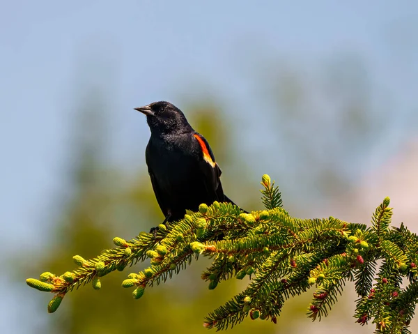 Краснокрылый Blackbird Самец Крупным Планом Вид Спереди Сидящий Хвойной Ветке — стоковое фото