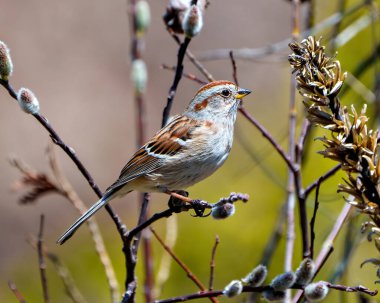 Amerikan Ağaç Serçesi çevre ve yaşam ortamında bulanık bir arka plana sahip bir tomurcuk ağacı yaprağına tünemiş yakın plan görüntüsü. Serçe Resmi.