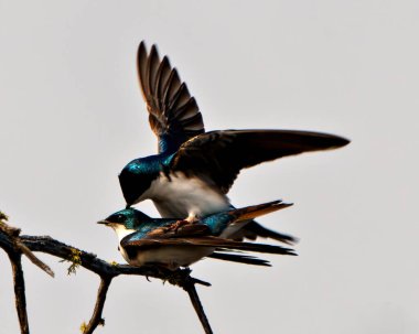 Kur yapma mevsiminde kırlangıç çifti ve onun sırtını cezbediyor. Çevrelerinde ve yaşam alanlarında gri gökyüzü arka planına sahip kanatlarını sergiliyor. Görüntü. Portre