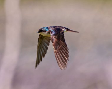 Etrafında renkli bir arka plan ve yaşam alanı olan kanatları açık bir şekilde uçan kırlangıç. Uçan kuş.