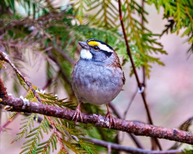 Serçe, çevresindeki kozalaklı orman arka planına ve yaşam alanına sahip bir dala tünemiş. Beyaz Taç Serçesi.
