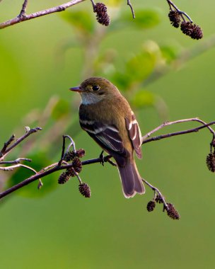 Willow Flycatcher çevresindeki yeşil arka planı ve yaşam alanı olan bir dala yakın plan dikiz görüntüsü yerleştirdi. Sinekkapan Resmi.