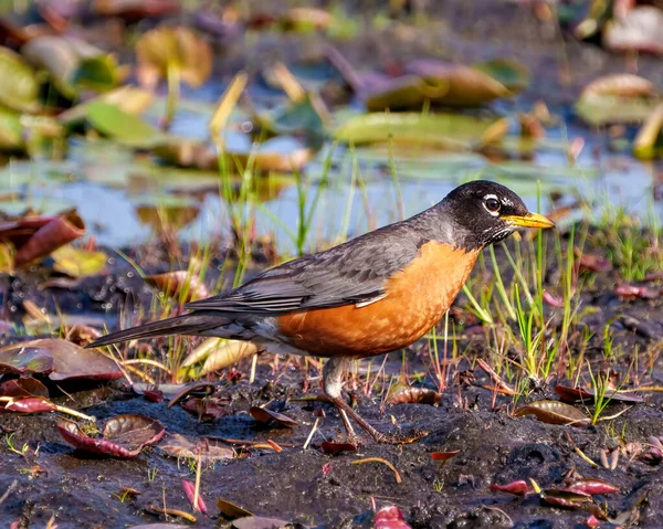 American Robin standing in marsh grass ground and foraging for food in its environment and habitat surrounding.  Robin Picture.