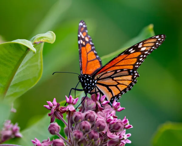Császár Pillangó Kortyolgat Vagy Iszik Nektárt Egy Tejgyom Növény Homályos Jogdíjmentes Stock Képek