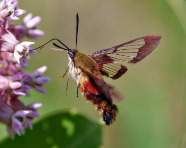 Sinekkuşu Clearwing güvesi bir yosun bitkisinin üzerinde çırpınıyor ve çevresini çevreleyen yeşil bir arka planı ve yaşam alanı olan nektarı içiyor..