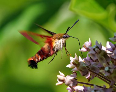 Sinek Kuşu Temiz Kanat Güvesi bir yosun bitkisinin üzerinde çırpınıyor ve çevresini çevreleyen yeşil bir arka planı ve yaşam alanı olan nektarı içiyor..