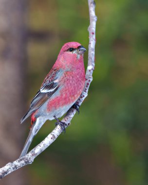 Pine Grosbeak male side view perched on a tree branch displaying red plumage feather in its environment and habitat surrounding with a green background. Grosbeak Portrait.