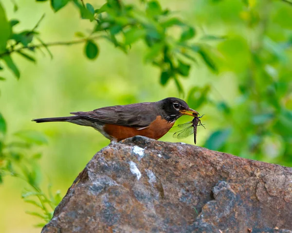 American Robin close-up side view, standing on a rock eating a dragonfly with green background in its environment and habitat surrounding. Robin Picture.