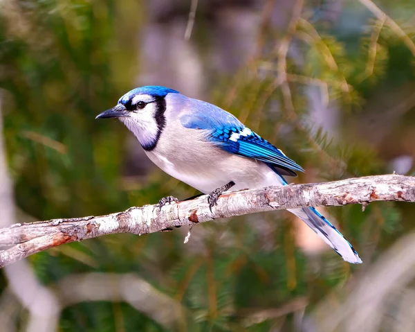 蓝杰的特写镜头映衬在一个树枝上 在森林环境中有着模糊的柔软背景 周围有蓝色羽毛羽翼的栖息地 杰伊图片 肖像画 — 图库照片