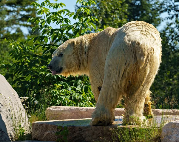 Niedźwiedź Polarny Bliska Widok Tyłu Stojący Skale Tłem Drzewa Korzystających — Zdjęcie stockowe