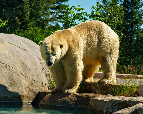 Niedźwiedź Polarny Bliska Widok Przodu Stoi Skale Nad Wodą Tłem — Zdjęcie stockowe