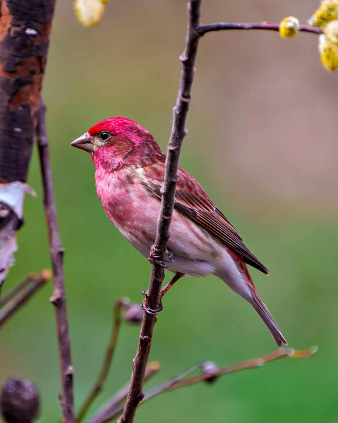 Purple Finch Male Close Side View Perched Branch Its Environment — Stock Photo, Image