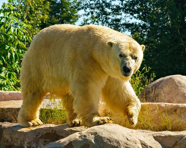 Niedźwiedź Polarny Bliska Widok Boku Chodzenie Skałach Tłem Drzewa Korzystających — Zdjęcie stockowe