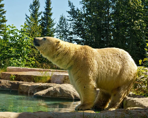 배경을 바위에 북극곰의 클로즈업 그것의 환경을 즐기고 모피를 — 스톡 사진