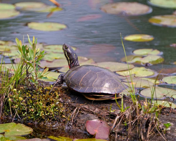 Painted turtle resting on a moss log with rear view in the pond with water lilies and displaying its turtle shell, head, paws in its environment and habitat surrounding. Turtle Picture.