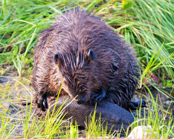 Beaver Close Front View Grooming Its Beaver Tail Wet Fur — Stock Photo, Image