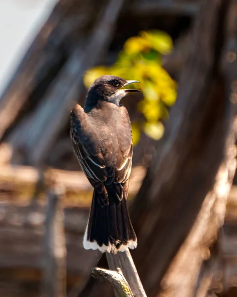 Eastern King Bird Close Retrovisor Empoleirado Ramo Com Bico Aberto — Fotografia de Stock