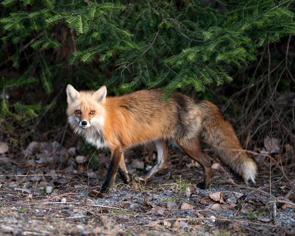 Red Fox Vista Lateral Del Perfil Primer Plano Temporada Primavera —  Fotos de Stock