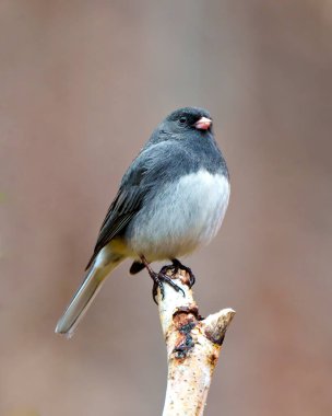 Çevresinde kahverengi yumuşak bir arka plan ve çevresi olan huş ağacının dalına tünemiş Junco yakın plan ön görünümü. Koyu Gözlü Junco Fotoğrafı.
