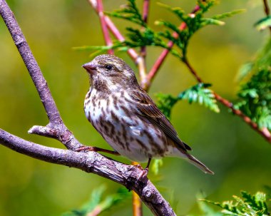 Finch dişisi, çevresi ve yaşam alanı içinde kozalaklı bir orman arka planına sahip bir dala tünemiş, yakından profil yan görüntüsü. Mor Finch Resmi.