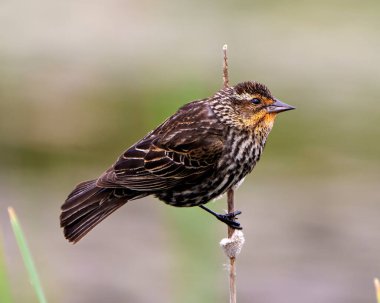 Kırmızı kanatlı Karatavuk yavru yakın plan, çevresi ve çevresi renklerle dolu bir kuyruğa tünemiş..