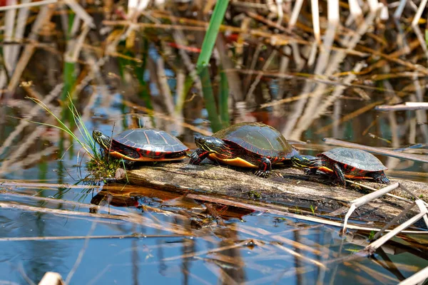 Three painted turtle close-up side view standing on a moss log with marsh vegetation in their environment and habitat surrounding. Turtle Picture.