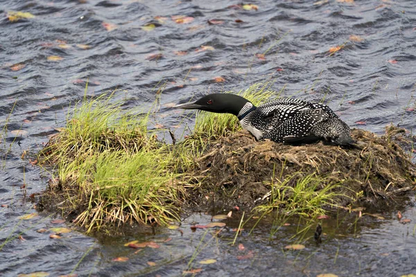 호숫가에 과물로 둥지를 배경으로 서식지를 꾸민다 일반적 Loon Nest Image — 스톡 사진