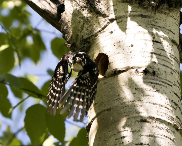 Ağaçkakan Kuş Yuvası Oyuk Girişinden Uçuyor Çevresindeki Bulanık Arka Plan — Stok fotoğraf
