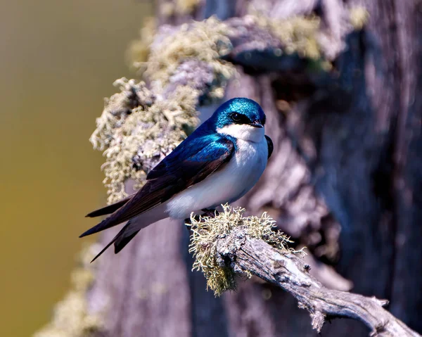 Swallow Close Side View Perched Moss Tree Branch Blur Background — Stock Photo, Image